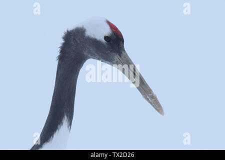 Rot-gekrönten Kranich (Grus japonensis) Kopf gegen einen Verschneiten Hintergrund auf der Insel Hokkaido, Japan Stockfoto