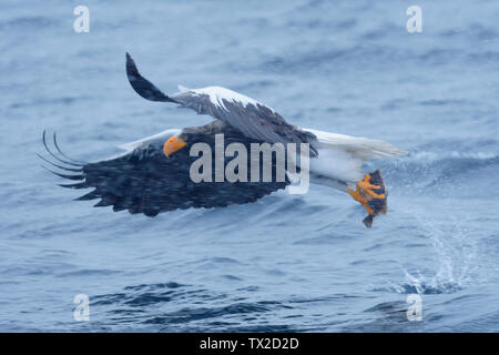 Der Steller Seeadler (Haliaeetus pelagicus) Adut fängt einen Fisch in einem Schneesturm in Rausu, Hokkaido, Japan Stockfoto