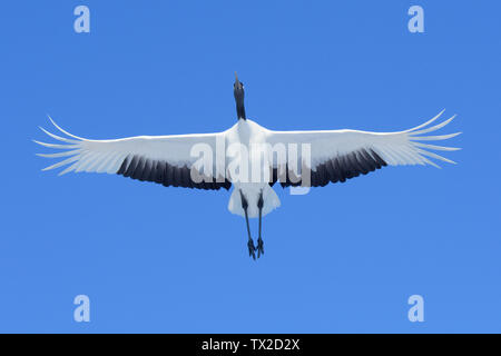 Rot-gekrönten Kranich (Grus japonensis) flying Overhead vor blauem Himmel auf der Insel Hokkaido, Japan Stockfoto