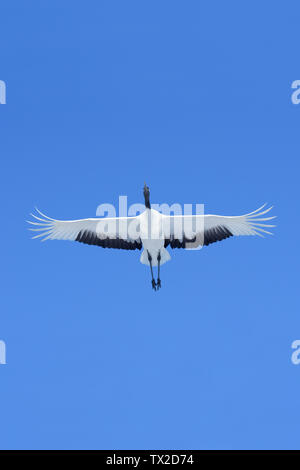 Rot-gekrönten Kranich (Grus japonensis) flying Overhead vor blauem Himmel auf der Insel Hokkaido, Japan Stockfoto