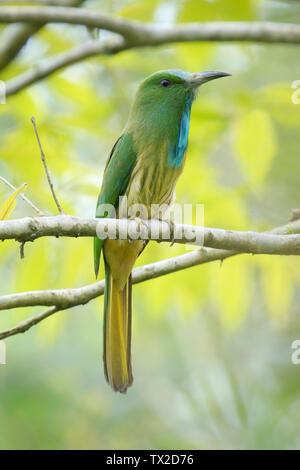 Blau - Bartgeier Bienenfresser (Nyctyornis athertoni) im Kaziranga National Park, Assam, Indien. Stockfoto