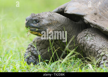 Galapagos Riesenschildkröte (Chelonoidis porteri) essen Gras auf der Insel Santa Cruz in den Galapagos Inseln Stockfoto