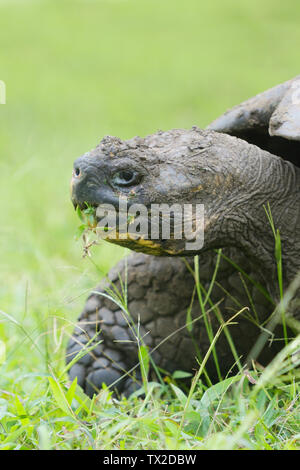 Galapagos Riesenschildkröte (Chelonoidis porteri) essen Gras auf der Insel Santa Cruz in den Galapagos Inseln Stockfoto