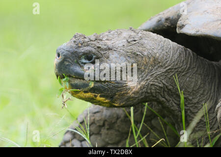 Galapagos Riesenschildkröte (Chelonoidis porteri) essen Gras auf der Insel Santa Cruz in den Galapagos Inseln Stockfoto