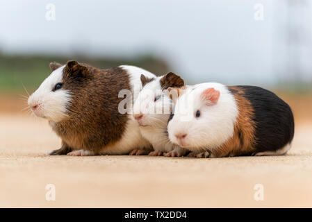 Drei Meerschweinchen auf einem Zement Pflaster. Stockfoto