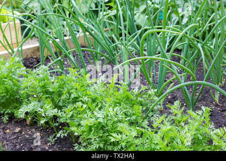 Möhren und Zwiebeln in einem erhöhten Bett wächst Stockfoto