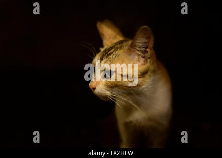 Der Gesichtsausdruck der Katze auf schwarzem Hintergrund Stockfoto