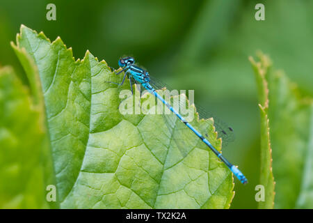 Coenagrion puella männlichen closeup (Hufeisen-azurjungfer, damselflies) auf ein Blatt im Sommer (Juni) in der Nähe von Wasser von einem Garten Teich in West Sussex, England, UK. Stockfoto