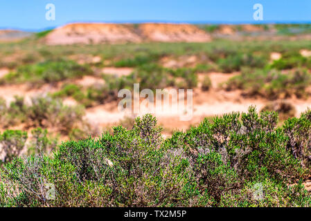 Landschaft mit trockenen geknackt takir Boden in Halbwüste in Russland Stockfoto