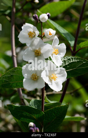 Mock Orange (Cornus alba 'Sibirica Dunkelrot var. melanocalyx), Blumen Stockfoto