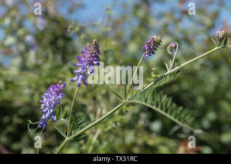 Sonnenbeschienene blühende Vogelwicke/Vicia cracca in Cornwall Hecke. Teile der Pflanze einmal als Medizin in pflanzliche Heilmittel verwendet. Kräuterhilfsmittel Pflanzen. Stockfoto