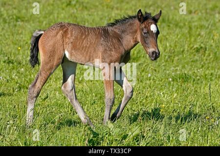 Inländische Pferd (Equus ferus Caballus), braune Fohlen auf der Weide, Deutschland Stockfoto