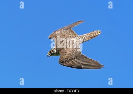 Saker Falcon (Falco cherrug) fliegen, Deutschland Stockfoto