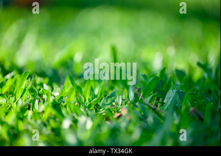 Close-up grüne Blätter auf grünem Gras Hintergrund Stockfoto