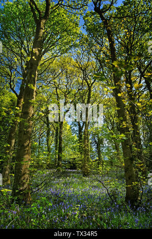 UK, South Yorkshire, Sheffield, Hutcliffe Holz im Frühling Stockfoto