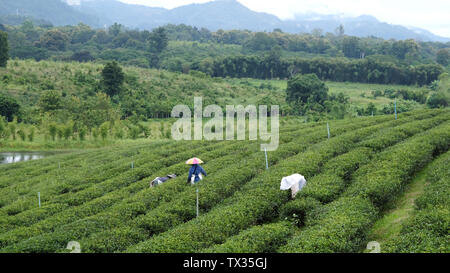 Die Landwirte Kommissionierung Teeblätter in Tee Plantage Stockfoto