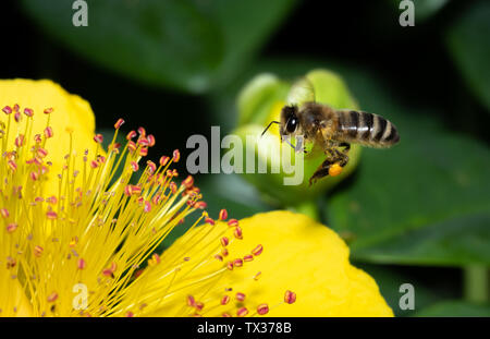 Gefährdete Honig Biene auf der Suche nach Nektar und bestäuben Blumen Stockfoto
