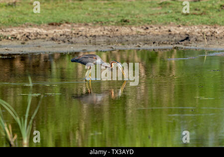 Lonely Reiher Futter in River Delta untiefen Stockfoto