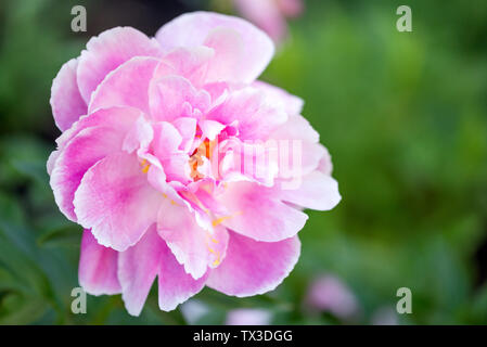 Rosa Pfingstrose auf der schönen Hintergrund für verschwommene grüne Blätter Stockfoto