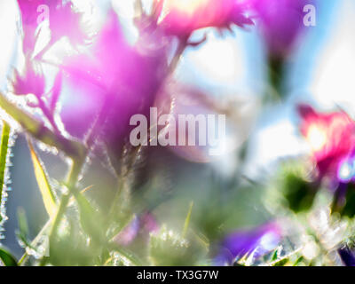 Extreme idyllische schließen bis violetten Blüten Stockfoto