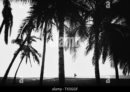 Surfer mit Surfbrett unter den hohen Palmen auf tropical ocean Beach, San Pancho, Nayarit, Mexiko Stockfoto