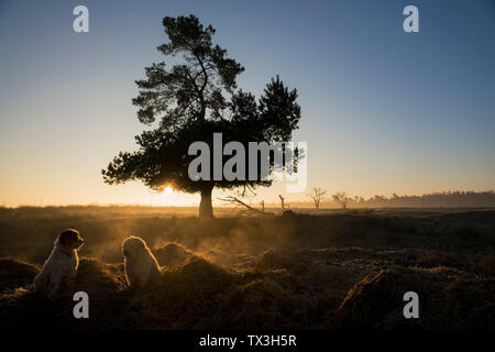 Hunde in idyllischen Feld bei Sonnenuntergang, Wiendorf, Mecklenburg, Deutschland Stockfoto