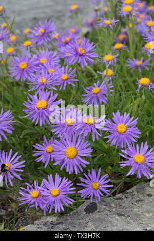 Alpen-Aster, Alpenaster Aster Alpinus, Alpine Aster, Blue Alpin Daisy, Aster-des-Alpes Stockfoto