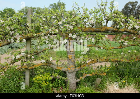 Malus. Spalier ausgebildeten Apple Tree in der Küche Garten Doddington Halle und Gärten, Lincolnshire, Großbritannien Stockfoto