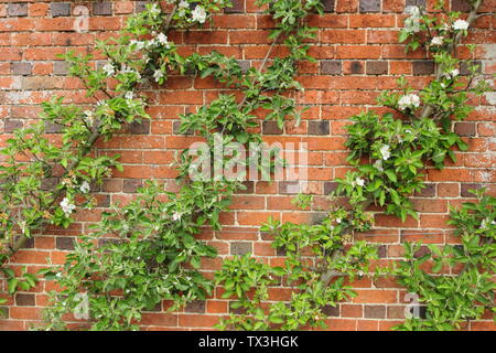 Malus bei schrägen Cordon ausgebildet. Cordon ausgebildeten Apple Bäume wachsen in einem Winkel gegen eine Wand. Stockfoto