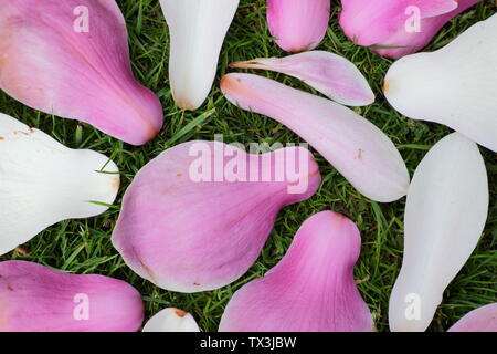 Gefallenen Magnolia Blütenblätter auf einem Rasen im Frühjahr Stockfoto