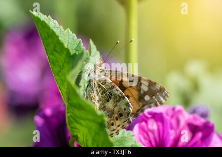 Nahaufnahme der Schmetterling auf grünes Blatt im Garten. Stockfoto
