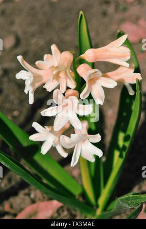 Hyazinthe weiße Perle Blumen blühen mit grünen Blättern, verschwommenen Hintergrund Stockfoto