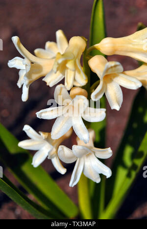 Hyazinthe weiße Perle Blumen blühen mit grünen Blättern, Nahaufnahme, Detail, verschwommenen Hintergrund Stockfoto