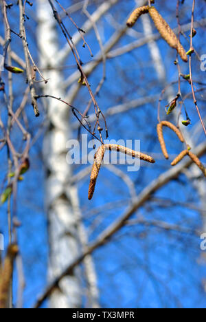 Neue Feder birke Blütenknospen auf Zweig Nahaufnahme Makro Detail, blauer Himmel Hintergrund Stockfoto