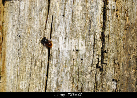 Kleine Biene sitzt auf Baum gerissenen alten braun-rote Textur, horizontale Hintergrund Nahaufnahme Detail Stockfoto