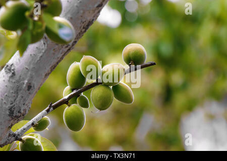 Kleine grüne Aprikosen wachsen auf dem Baum. Stockfoto