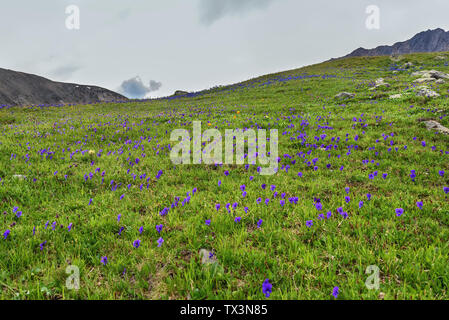 Erstaunlich hell Lila Viola Blumen auf eine grüne Wiese mit Emerald Grass am Hang des Berges Stockfoto