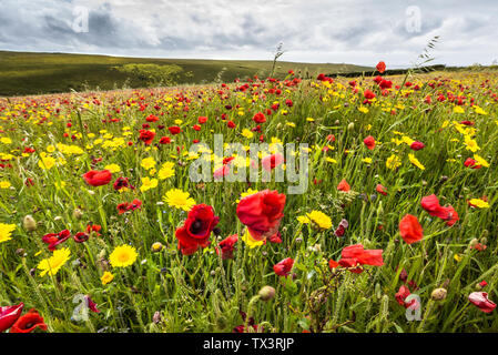 Die spektakuläre Aussicht auf ein Feld der Gemeinsamen Klatschmohn Papaver rhoeas und Mais Glebionis segetum Ringelblumen Bewegung im Wind und wächst auf West Pentire Stockfoto
