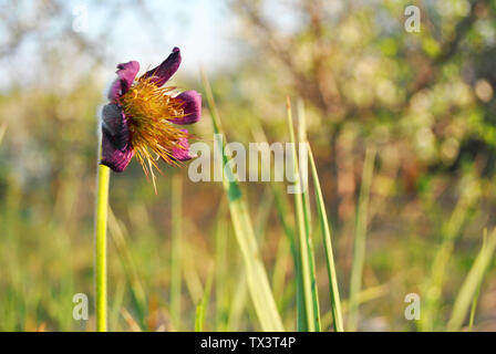 Blühende Pflanze Pulsatilla patens (östliche Küchenschelle, Prairie crocus, cutleaf Anemone) lila Blütenblätter und gelben Stempel haarige Laub Nahaufnahme Stockfoto