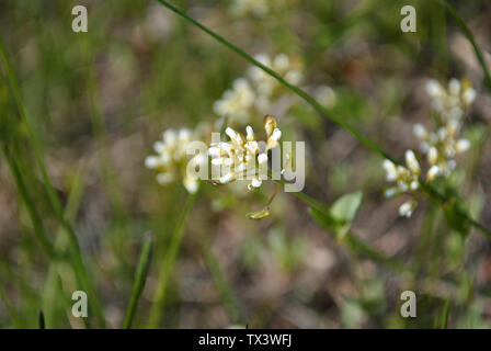 Kleinen weißen Blumen blühen Nahaufnahme Detail, verschwommen grünen Gras Hintergrund Stockfoto