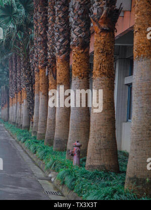 Der Baumstamm neben der Straße. Es gibt eine Reihe von aktuellen Palmen hier. Eine braune Leitung. Eine grüne Pflanze neben der Straße. Es ist eine grüne Zone. Stockfoto