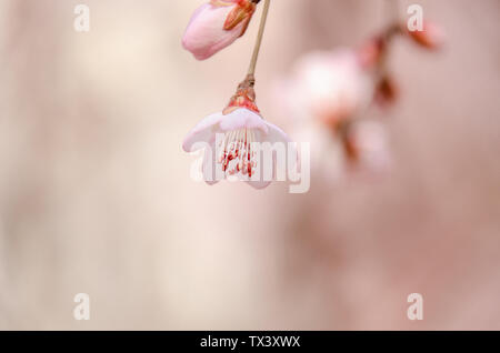 Still-Leben Stockfoto