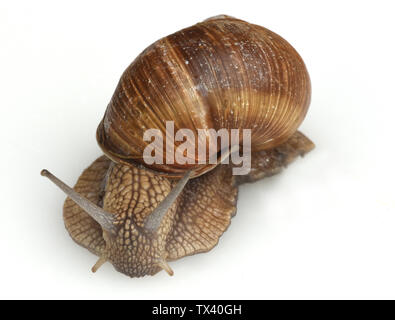 Helix pomatia, Weinbergschnecke Stockfoto