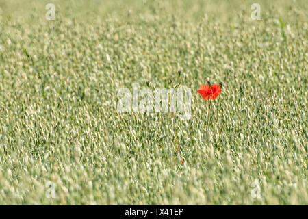 Roter Mohn/Corn Poppy - Papaver rhoeas - im Reifen Feld von Hafer/Avena sativa im Sonnenschein. Stockfoto