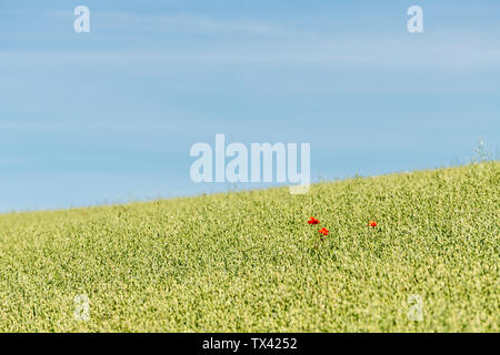 Roter Mohn/Corn Poppy - Papaver rhoeas - im Reifen Feld von Hafer/Avena sativa im Sonnenschein. Stockfoto