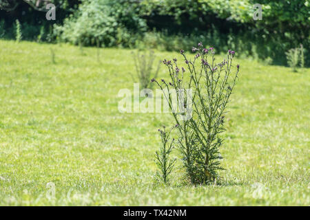 Marsh Thistle/Cirsium palustre beginnen zu blühen. Wächst 6-7 m hoch ausbreiten wie reift während der Vegetationsperiode. Stiele essbar. Schmerzhafte Metapher. Stockfoto