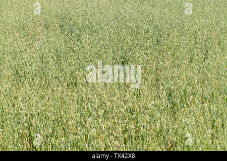 Masse der Reifung Hafer/Avena sativa wachsen in einem sonnigen UK Feld. Metapher Ackerkulturen, Landwirtschaft, Getreide, Ernährungssicherheit, UK die pflanzliche Erzeugung. Stockfoto