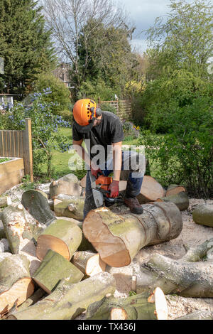 Ein Baum Chirurg oder baumzüchter verwendet eine Kettensäge bis zu einem gefällten Baum geschnitten. Er trägt Sicherheitsausstattung Stockfoto