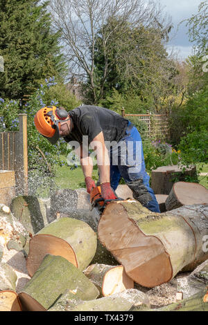 Eine Baumzüchter oder T-Chirurg verwendet eine Kettensäge bis zu einem gefallenen Baum geschnitten. Stockfoto