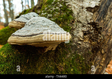 Pilze chaga auf dem Stamm Buche Stockfoto